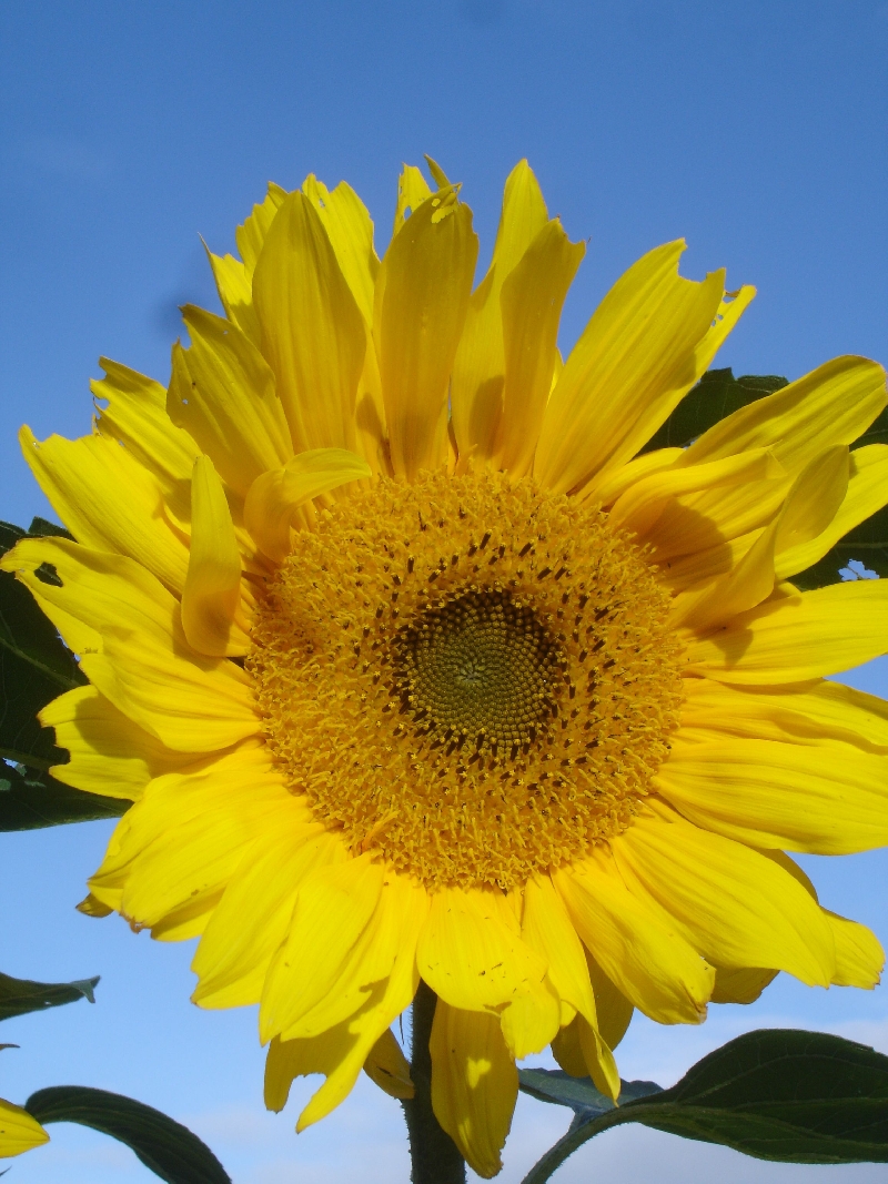 Sonnenblume_1